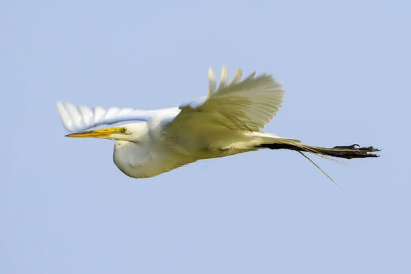 Great Egret Fully Extended Flight — Stock fotografie