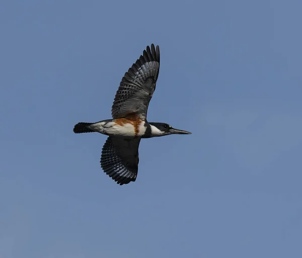 Ženské Pásy Kingfisher Letu Nad Jezerem Lanier — Stock fotografie