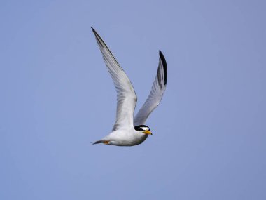 En azından Jekyll Adası 'nın güney sahilinde mavi gökyüzüne karşı kanatları olan Tern.