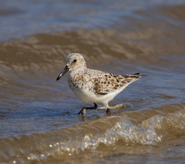Jekyll Adası Güney Sahili 'nde sörf yaparken yarı palmiyeli Sandpiper.