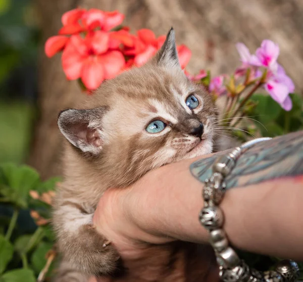 Karlı bengal kedi yavrusu bahçede bilezik takmış bir kadının koluna sarılıyor pembe ve leylak çiçeklerinin arka planına.