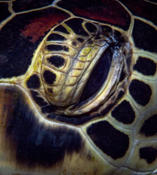 very close eye of a green sea turtle. Reptile skin texture