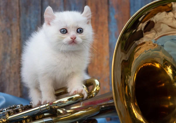 Küçük safkan kedi yavrusu kulakları arkada ve mavi gözler stüdyoda ahşap bir duvarın arkasında bir müzik aletinin üzerinde oturuyor.