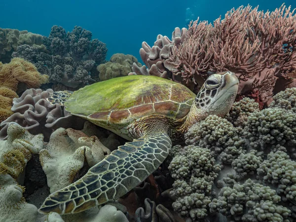Büyük yeşil okyanus kaplumbağası su altında yumuşak mercan resifi filizinde dinleniyor.