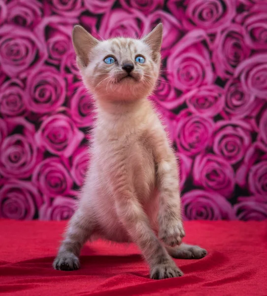 Mavi gözlü küçük Bengal kedisi stüdyoda kırmızı bir bez üzerinde oturuyor, pembe güllerin arka planında merakla yukarı bakıyor.