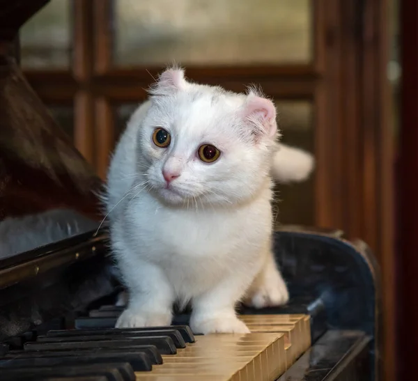 Kulakları bükülmüş cüce bir kedi odada piyanonun üzerinde duruyor. Tahta bir duvarın arka planına bakıyor.