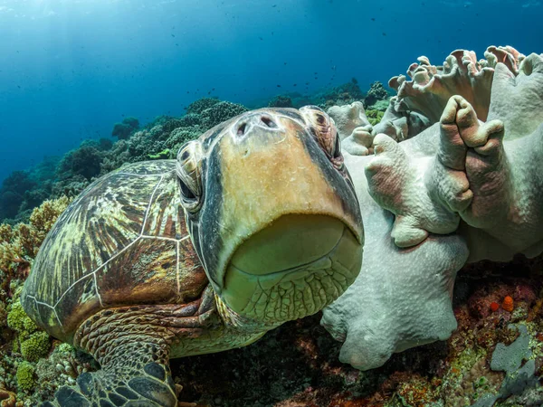 Büyük yeşil bir deniz kaplumbağası renkli bir mercan resifinde suyun altında yatarken kameraya bakıyor. Pasifik Okyanusu 'na dalmak. Vahşi su altı doğası.