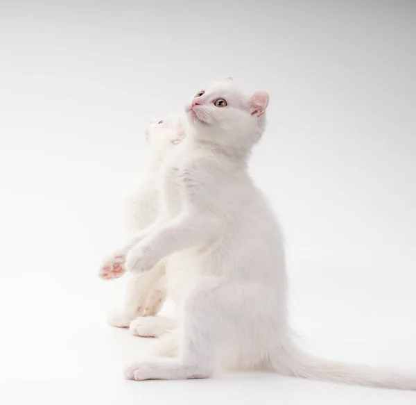 Beyaz soylu Amerikan kıvırcık kedileri, 3 aylık, yan yana oturan, ön pençeleri beyaz arka plana karşı stüdyoda yükseltilmiş