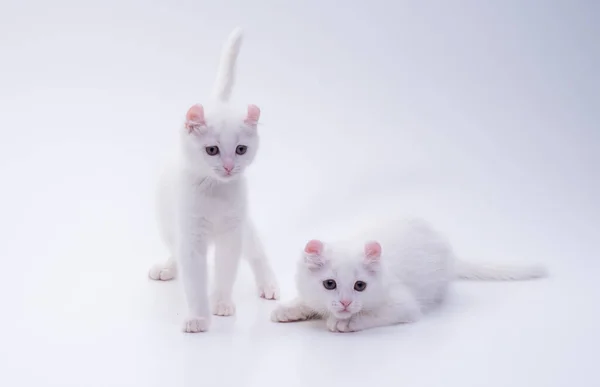 Beyaz soylu Amerikan kıvırcık kedileri, 3 aylık, beyaz arka plandaki stüdyoda kameraya ilginç bir şekilde bakıyor.