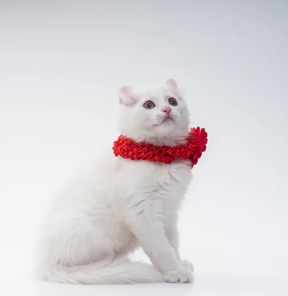 Kar beyazı, tüylü, parlak kırmızı yakalı bir kedi yavrusu ve Amerikan kıvırcık çiçekli, 3 aylık, beyaz bir arka planda stüdyoda oturuyor. Yan görünüm