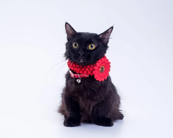 Kırmızı yakalı ve çiçekli yetişkin siyah tüylü kedi Munchkin beyaz arka planda stüdyoda kameraya bakıyor..