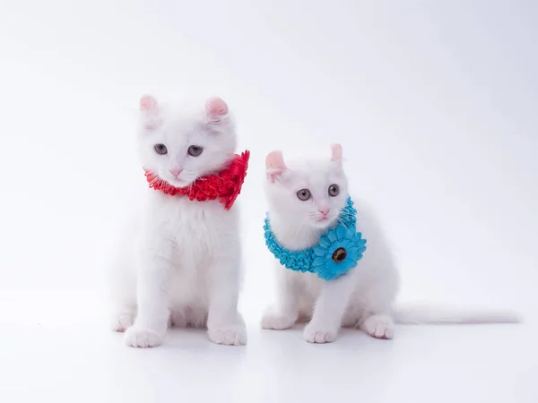 Snow White American Curl Kittens Collars Flowers Months Old Sitting — Stock Photo, Image