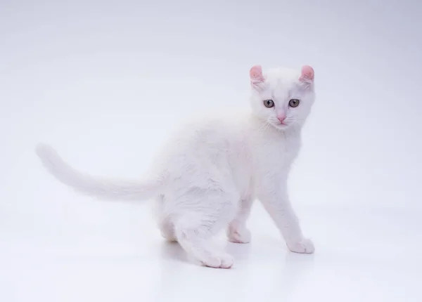 Amerikan kıvırcık tüylü beyaz kedi yavrusu, 3 aylık, beyaz bir arka planın önünde duruyor. 
