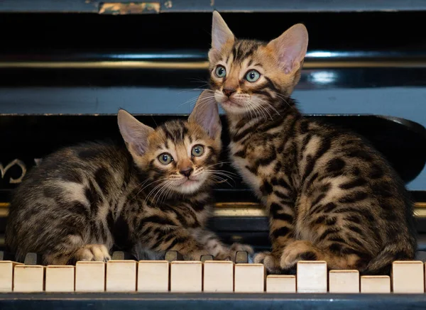 İki sevimli bengal leoparı odada piyanonun üzerinde otururken kameraya bakıyorlar.