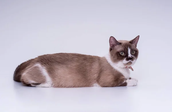Yetişkin bir üç renkli steyşın cüce kedi, beyaz bir arka planın önünde başı kapalı bir şekilde yatar. Yan görünüm