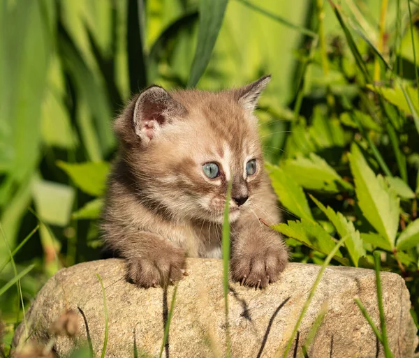 Çimlerin arasında bej rengi, minik bir kedi yavrusu gün ışığında bahçede saklanıyor.