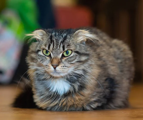 Funny Fluffy Scottish Fold Cat Disgruntled Look Room — Foto Stock