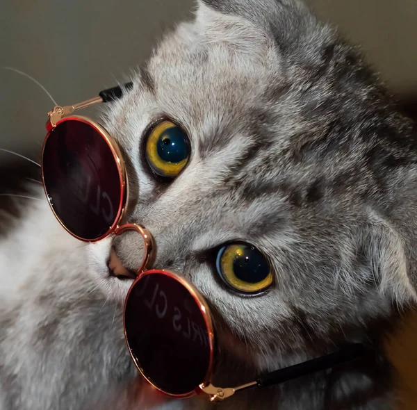 Porträt Einer Katze Mit Heruntergelassenen Ohren Sonnenbrille — Stockfoto