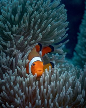 one small orange clownfish hiding in an anemone against the backdrop of turquoise ocean water. Diving in the pacific ocean. Wild world of the sea reserve. An interesting hobby. Seawater aquarium