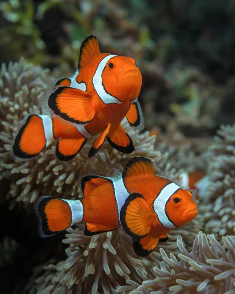 A pair of clown fish swims next to an anemone in the coral reef of a marine reserve in the tropical ocean waters. Diving in Asia. Snorkeling in the Philippines. Aquarium with exotic fish