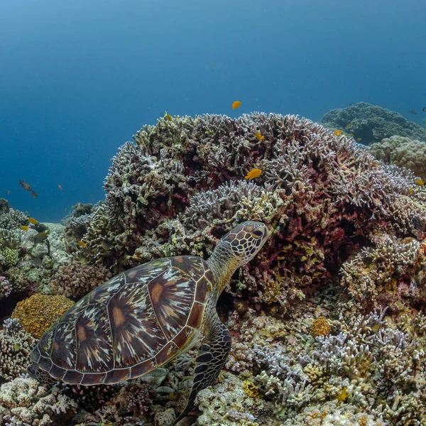 underwater sea turtle is next to a colorful coral reef