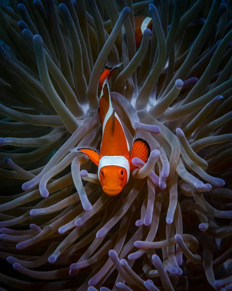 A lilac anemone in which orange clown fish are hiding. Close-up. Underwater exploration. Diving in the marine reserve. Inhabitants of the marine aquarium. Rest in a dive resort