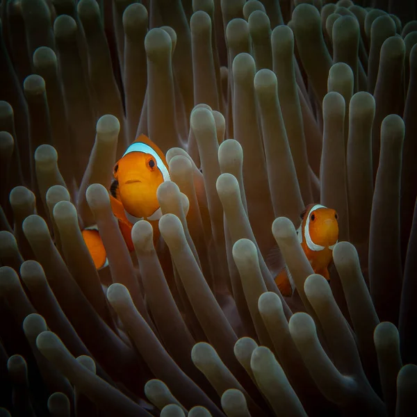 A pair of orange clownfish look out of the anemone into the sea. Underwater ocean life. Diving on the coral reef of the marine reserve. Travel to Asia. Exotic pets of the marine aquarium