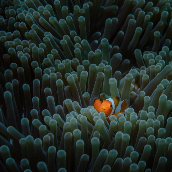 A colored anemone in which one orange clown fish is hiding. Closeup. Underwater exploration. Diving in the marine reserve. Exotics in a marine aquarium. Vacation at sea