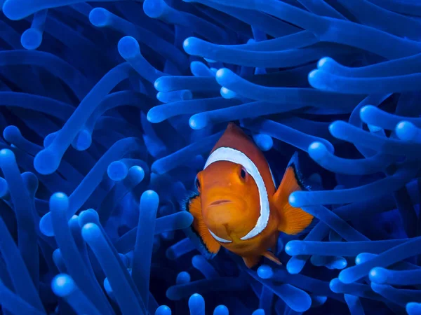 One orange clownfish peeks out of a bright blue anemone. Close-up portrait. Hobby underwater. Diving in the ocean. Exotic inhabitants of the marine aquarium 