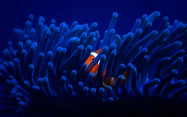 A bright blue anemone from which a small striped clownfish looks out. An underwater hobby. Diving in the coral reef. Seawater aquarium