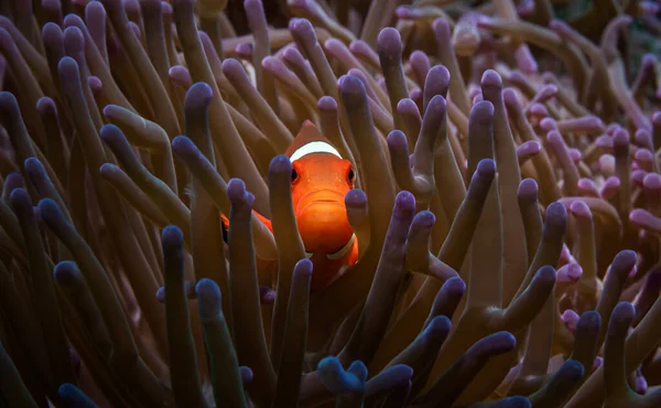 Home of the tiny orange clownfish, purple anemone in the Pacific Ocean. Close-up. Underwater travel. Diving in the south sea. Exotic marine aquarium. A trip to the sea