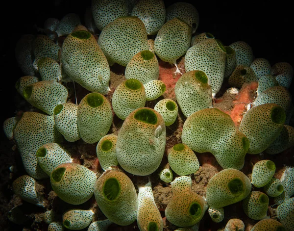 Macro close-up of coral underwater. Exploring the underwater world. Background for the screensaver. Texture. Interior Decor. Snorkeling. Marine aquarium with exotic animals. Dive resort. Picture for