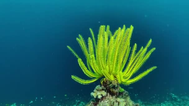 Renkli Bir Mercan Resifinde Sarı Deniz Zambağı Videosu Tropik Bir — Stok video