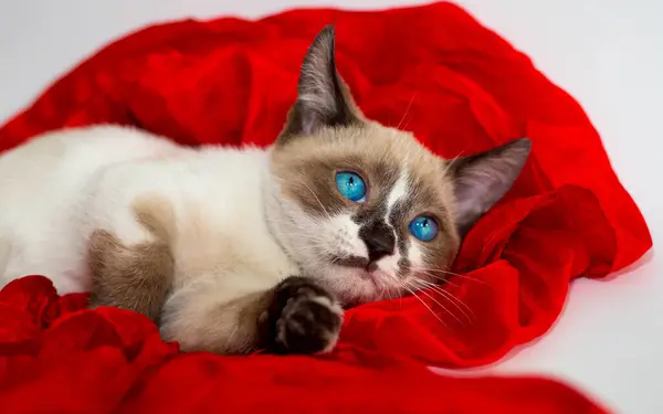 Parlak mavi gözlü, kısa saçlı bir kedi yavrusu stüdyoda parlak kırmızı bir kumaşın üzerinde yatıyor.