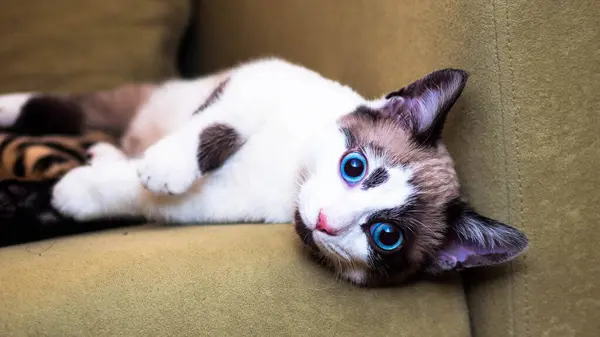 Kısa saçlı şirin bir kedi yavrusu. Parlak mavi gözlü. Odadaki kanepede uzanmış kameraya bakıyor.