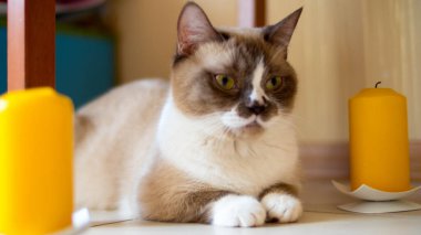 An adult tricolor shorthair munchkin cat lies among yellow candles in the room clipart