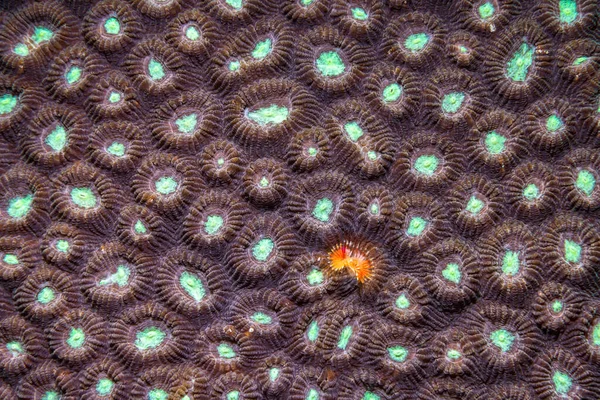 Macro close-up of coral underwater. Exploring the underwater world. Background for the screensaver. Texture. Interior Design. Dive resort. Picture for printing