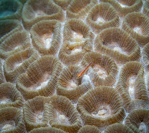 Macro close-up of coral underwater. Exploring the underwater world. Background for the screensaver. Texture. Interior Design. Snorkeling. Diving