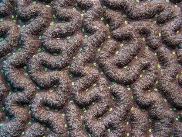 Macro close-up of coral underwater. Exploring the underwater world. Background for the screensaver. Texture. Interior Design