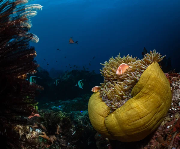 フィリピン アポア島の海洋保護区のサンゴ礁にある大きなアネモンと熱帯魚の群れ 南海でのシュノーケリング ダイビング ダイブ リゾート — ストック写真