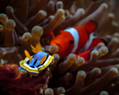 The nudibranch is in the foreground, followed by a red clownfish with white stripes. Exploring the underwater world. Diving in the Pacific Ocean. Fauna of the marine reserve, wild life of coral reefs clipart