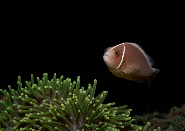 Bir tropikal balık gece vakti bir fenerin ışığında siyah bir zemin üzerinde yeşil bir şakayığa doğru hareket eder. Pasifik Okyanusu 'nda gece dalışı. Deniz koruma alanının faunası.. 