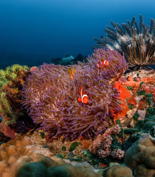 Tropik balıkların yaşadığı bir mercan resifinin renkli sualtı manzarası. Filipin Denizi Deniz Sığınağı 'nın Yaban Hayatı Koruma Alanı. Pasifik Okyanusunda Şnorkelle yüzmek