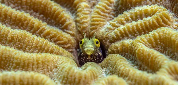 Mercandan dışarı bakan küçük bir balığın Macro fotoğrafı. Su altı dünyasını keşfediyorum. Ekran koruyucu için arka plan. Doku. İç dizayn. Şnorkelle yüzmek. Dalış eğitimi