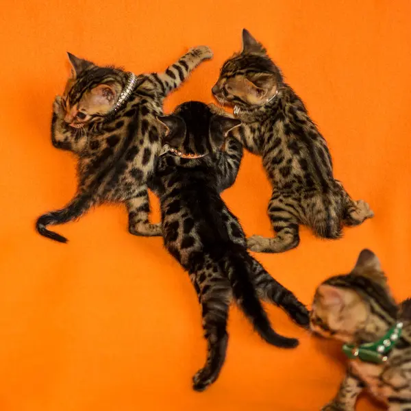 Parlak turuncu arka planda küçük Bengal kedileri