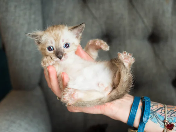 Palmiye üzerinde küçük Bengal kedi yavrusu açık renk uzanır