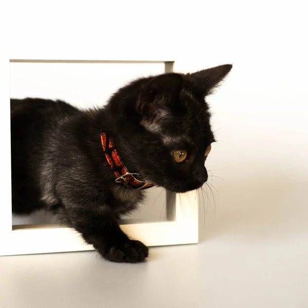Kırmızı yakalı kısa bacaklı, küçük, siyah bir kedi yavrusunun yan görüntüsü.