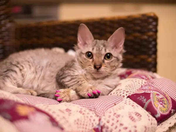 Gri cüce kedi yastığın üzerinde yatıyor. Kedi pençelerine özel silikon kapaklar yerleştirilir. Mobilyaları çiziklerden ve hasardan korumak için..