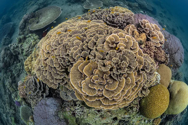 Apo Adası, Filipinler 'deki mercan resifi deniz rezervi geniş bir açıdan vurulmuş. Güney Denizi 'nde tüplü dalış. Dalış merkezi