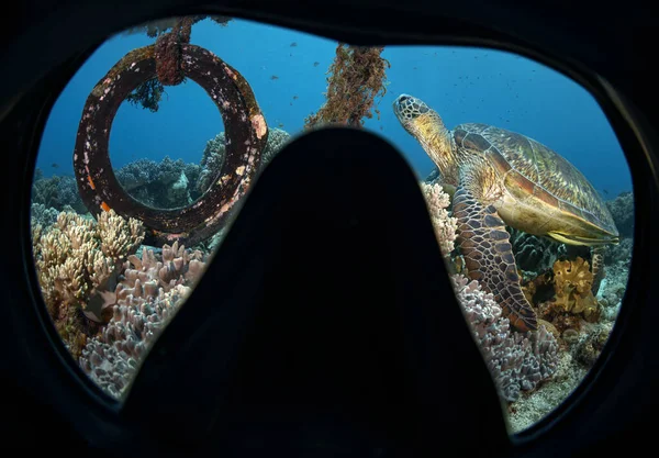 Maskeli bir dalgıç mercan resifinde yüzen deniz yeşili bir kaplumbağaya bakar. Tropikal mercan resiflerinin renkli manzarası. Tropikal kıyıların faunası. Okyanus keşfi. Bir deniz kaplumbağasıyla dalış.